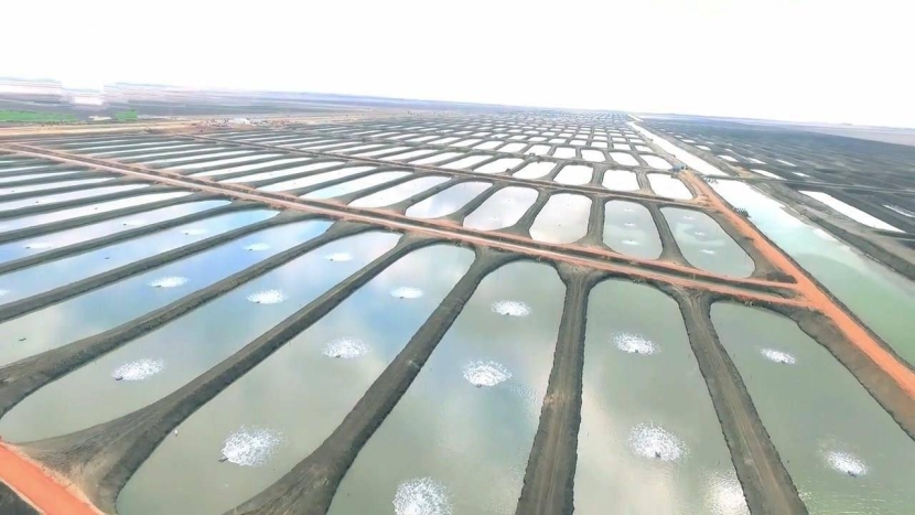 برامج بحثية لتطوير استدامة ونمو صناعة الاستزراع السمكي في السعودية