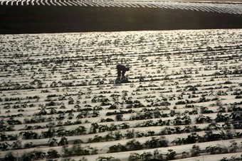 مزارع فلسطيني يتفقد حقل البطاطس في قرية الناصرية شرق نابلس بالضفة الغربية