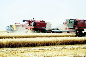 «اللجنة الزراعية» تقترح رفع سعر القمح 80 %
