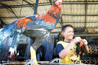 تطعيم الدجاج ضد إنفلونزا الطيور