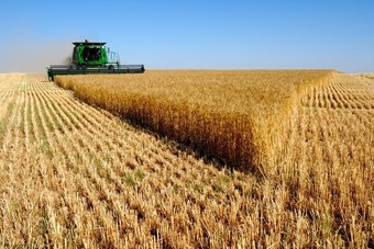"الحبوب" تودع 128 مليون ريال في حسابات مزارعي القمح المحلي