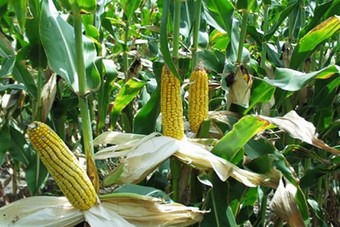 لتجنب المجاعة .. زيمبابوي ترفع الحظر على واردات الذرة 