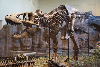 اكتشاف قريب للتيرانوصور في أمريكا الشمالية