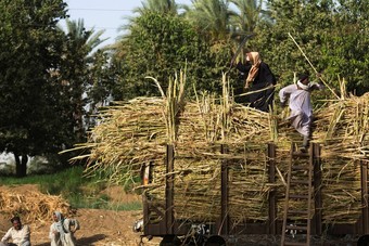  مصر تستهدف إنتاج 2.6 مليون طن من السكر