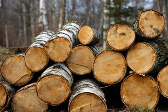 منظمة التجارة العالمية ترفض الرسوم الأمريكية على الأخشاب الكندية 