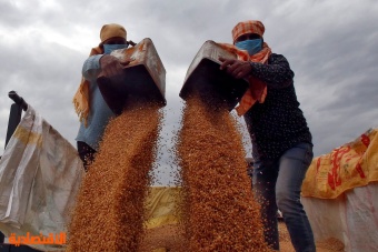 ارتفاع صادرات القمح من الهند تخفف أزمة نقص الإمدادات العالمية 