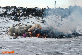 ارتفاع دراجات الحرارة يدفع الدببة القطبية للبحث عن طعامها في القمامة