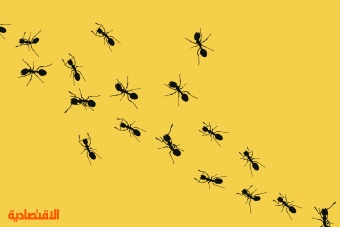 20 كوادريليون نملة تعيش على كوكب الأرض .. 2.5 مليون لكل إنسان