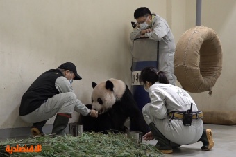 بعد تعرضه لسلسلة جلطات .. نفوق الباندا "توان توان" المقدم من الصين إلى تايوان
