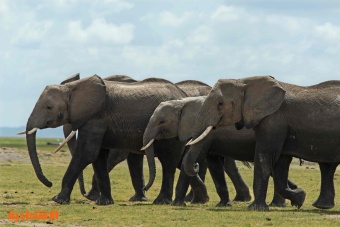 الجفاف يقضي على الحيوانات في متنزهات كينيا الوطنية ويهدد السياحة