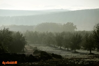 الجفاف يضرب إنتاج زيت الزيتون في إسبانيا