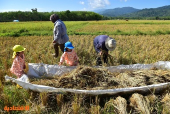 حصاد الأرز في تايلاند