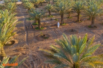 123 ألف مزرعة و 33 مليون نخلة في السعودية تغطي الأسواق المحلية والدولية