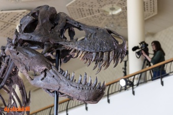 مزاد على هيكل عظمي لديناصور يعود إلى 67 مليون عام في سويسرا     