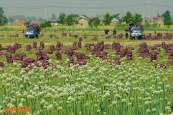 موسم حصاد البصل في الصين