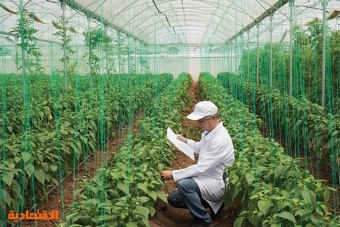 استثمارات الزراعة الذكية ترفع معدلات الإنتاج وتحقق الأمن الغذائي المستدام في السعودية