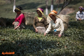 تراجع إنتاج الشاي في الهند 3.7 % خلال يونيو 