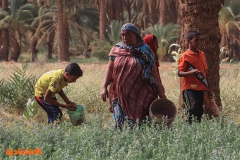 موسم حصاد التمور في شمال السودان