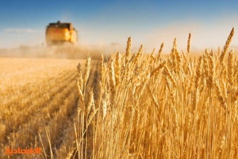الأمن الغذائي: صرف 82 مليون ريال مستحقات الدفعة 15 لمزارعي القمح المحلي