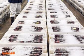 خسائر بريكست تطول أكبر سوق جملة للأسماك البيضاء في أوروبا