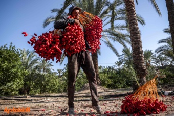موسم حصاد وفرز التمور في فلسطين