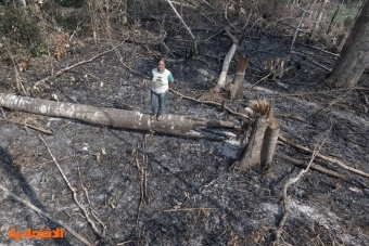 البرازيل .. حريق يتلف أشجار المطاط