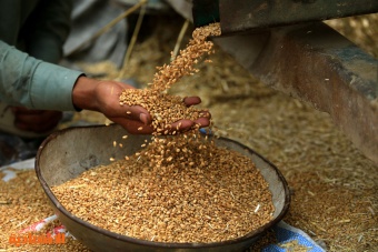 مصر تشتري 170 ألف طن من القمح الأوروبي 