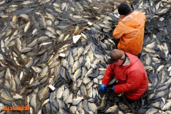 صناعة مربحة .. 410 مليارات دولار سوق تربية الأسماك بحلول 2030 بنمو سنوي 5.4 %