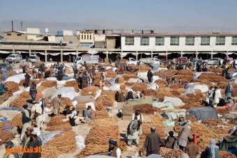 55 مليون دولار قيمة صادرات أفغانستان من التين المجفف 