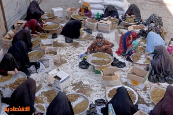  فرز الزبيب في أفغانستان