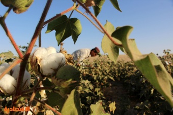 حصاد القطن الأفغاني .. 66 % زيادة في إنتاج هذا العام
