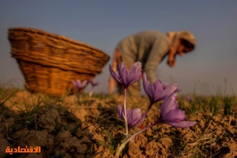 إنتاج الزعفران من حقول كشمير