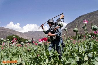 انهيار زراعة الخشخاش والأفيون بنسبة 95 % في أفغانستان منذ حظر طالبان