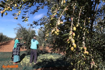 تونس .. 11 % زيادة في إنتاج زيت الزيتون