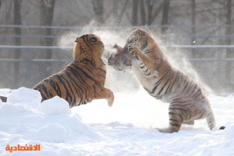 تقاتل النمور