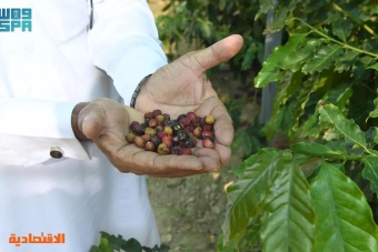 إعادة تأهيل مزارع البن التقليدية في عسير لتسويق منتجاتها