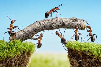 مستعمرات النمل .. شخصيات مختلفة متنوعة السلوكيات
