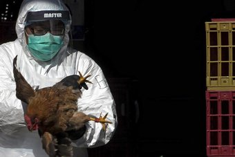 مزرعة دواجن أمريكية تواجه تفشيا بإنفلونزا الطيور
