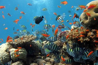 انقراض الأسماك يهدد المحيطات