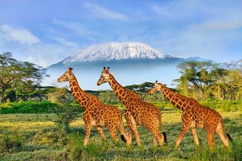 كينيا تنقل 21 حيوانا مهددا بالانقراض إلى محمية جديدة
