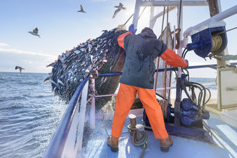 مخزونات الأسماك العالمية تحت وطأة الصيد الممنوع