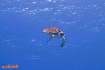الإعلان عن نظم بيئية وأنواع جديدة من الكائنات في البحر الأحمر