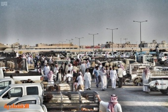 "البيئة": استيراد 1.8 مليون رأس من الماشية تلبية للطلب المتزايد خلال رمضان والحج